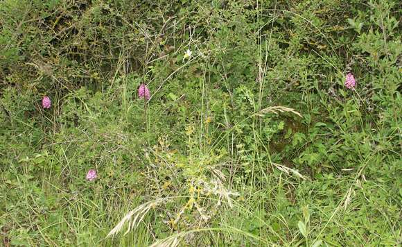 صورة Anacamptis pyramidalis (L.) Rich.