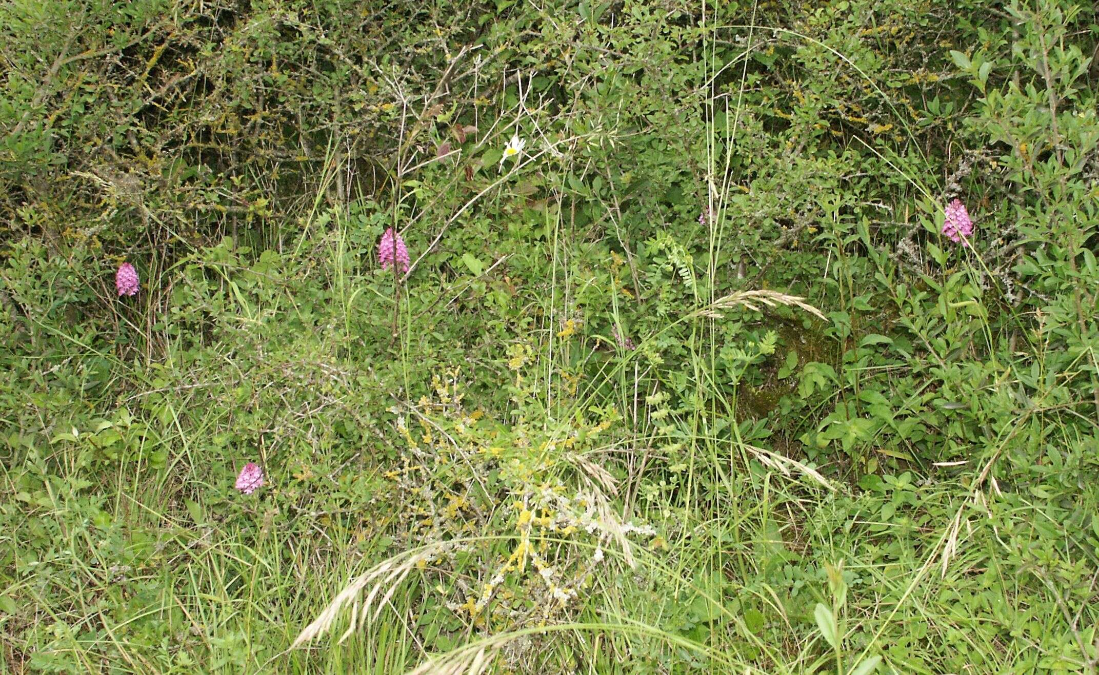 صورة Anacamptis pyramidalis (L.) Rich.