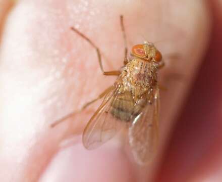 Image of Tachinid fly