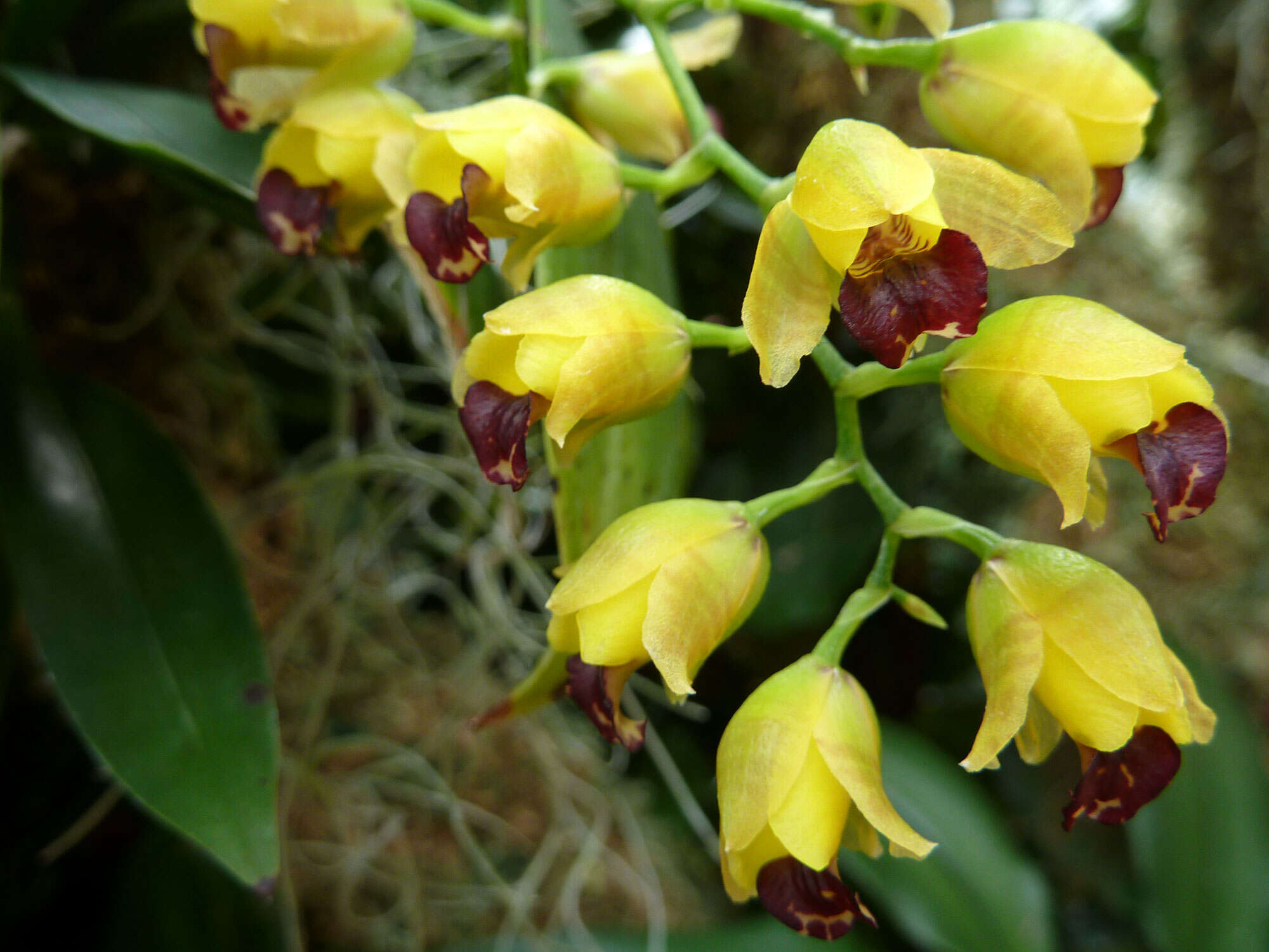 Image of Gomesa echinata (Barb. Rodr.) M. W. Chase & N. H. Williams