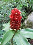 Costus montanus Maas的圖片