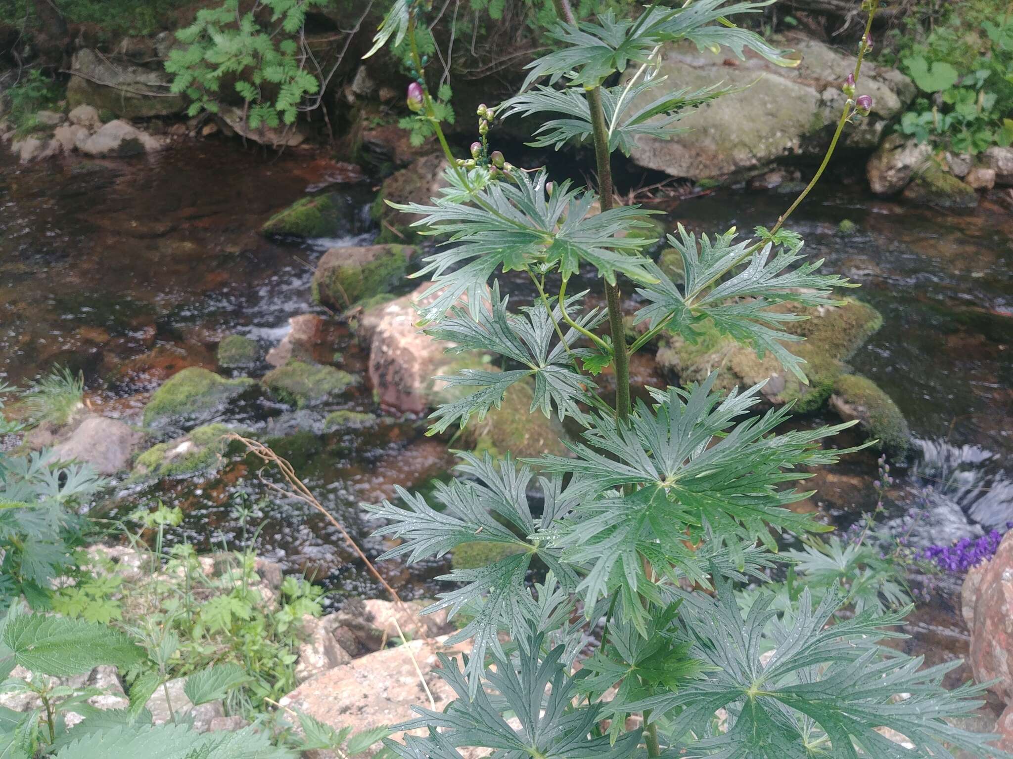 Imagem de Aconitum plicatum Koehler ex Reichb.