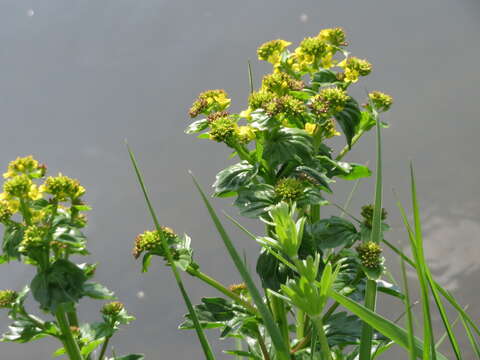 Image of winter-cress, yellow rocket