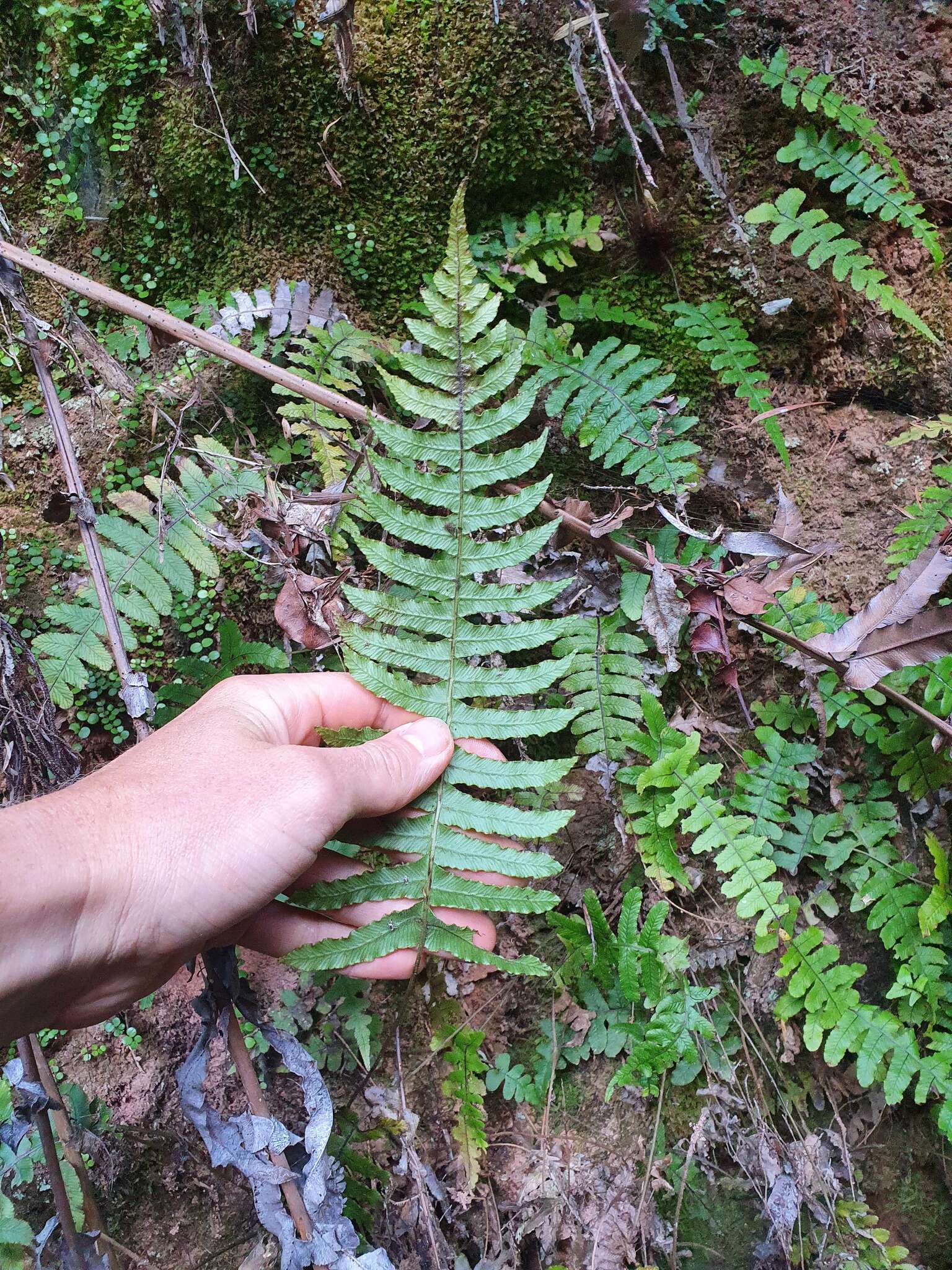 Image of Cranfillia deltoides