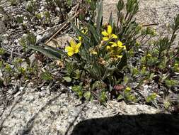 Image of goosefoot yellow violet