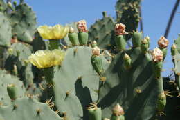 Image of Opuntia dillenii