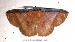 Image of <i>Thysanopyga abdominaria</i>
