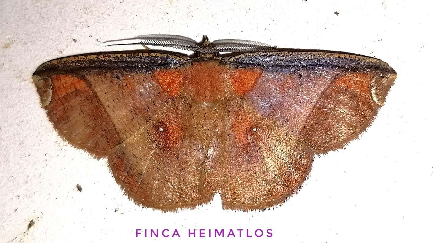 Image of <i>Thysanopyga abdominaria</i>
