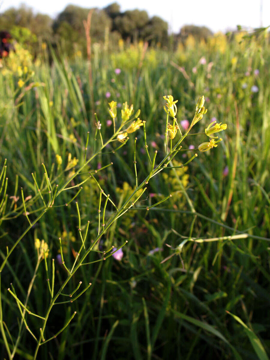 Plancia ëd Sisymbrium polymorphum (Murray) Roth