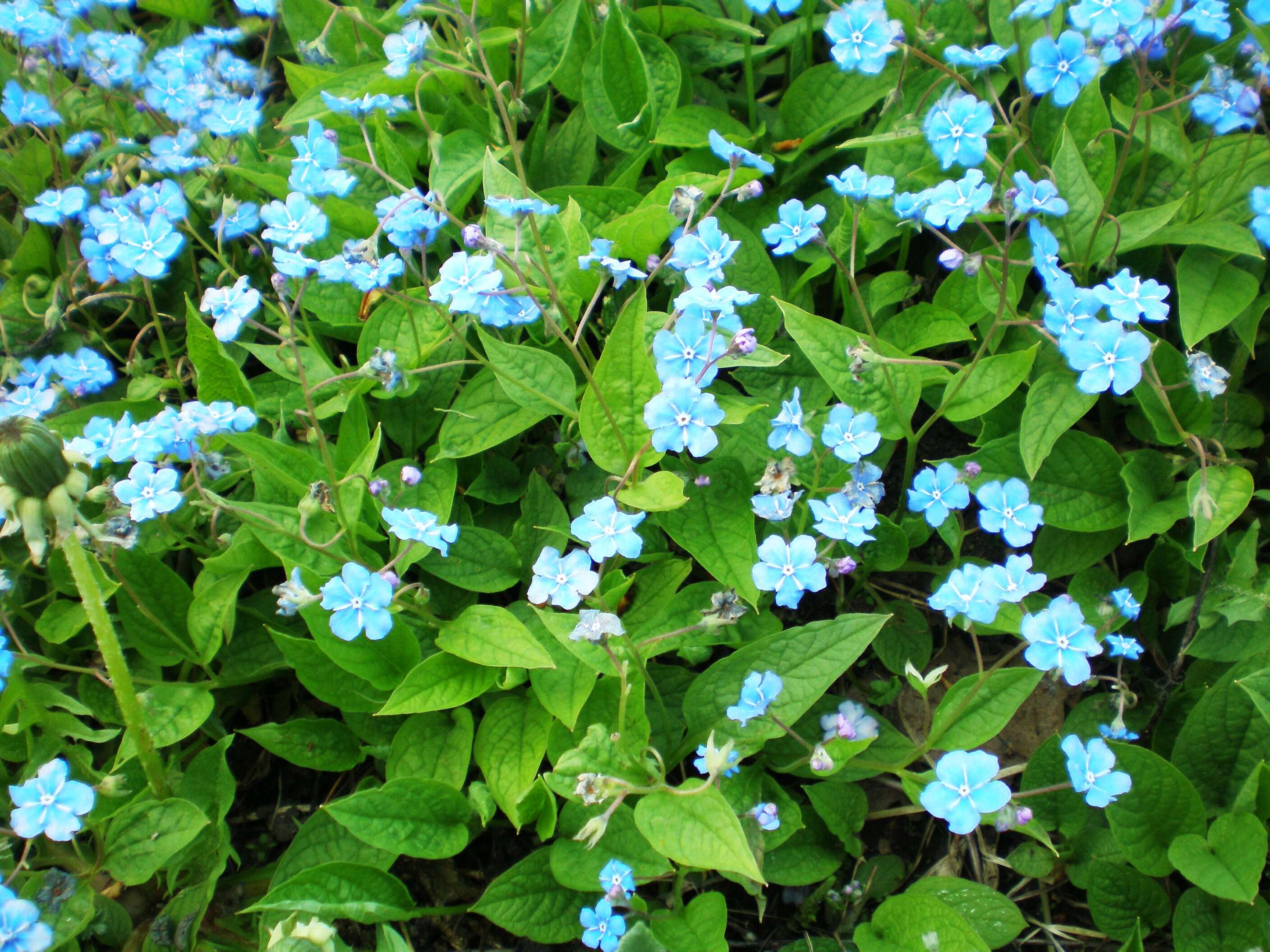 Omphalodes verna Moench resmi