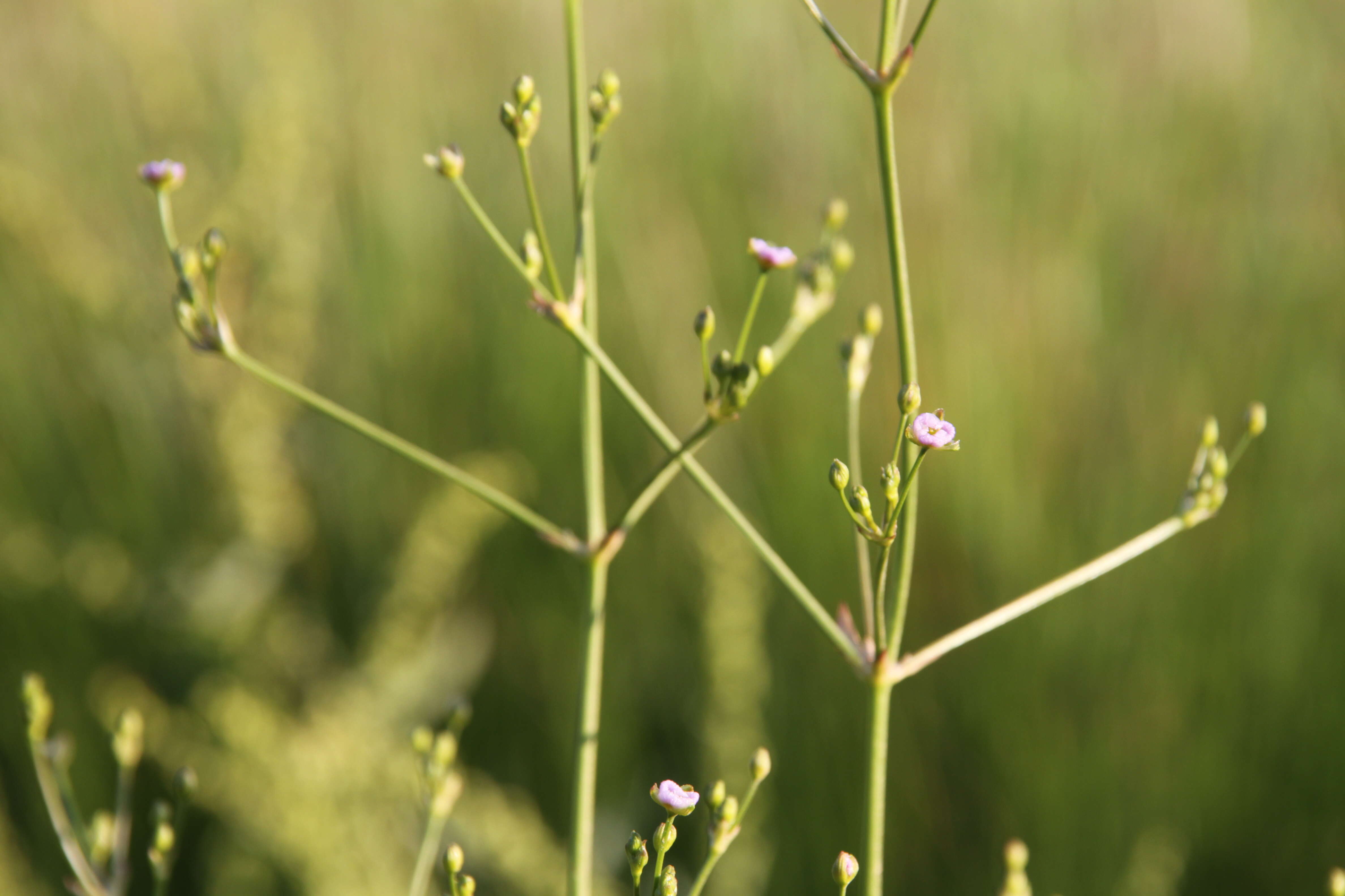 Imagem de Alisma lanceolatum With.