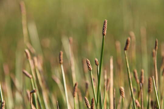 Image of Common Spike-rush