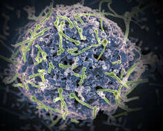 Image of Zaire ebolavirus