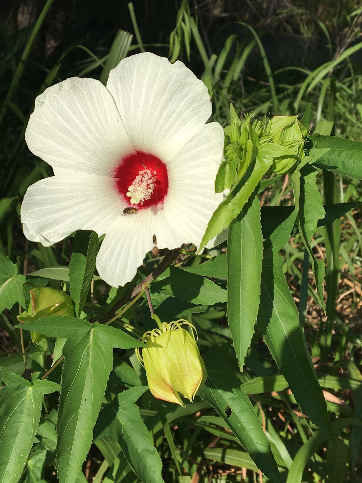 Слика од Hibiscus laevis All.