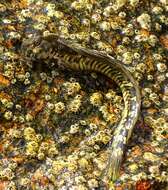 Image of Common mudskipper