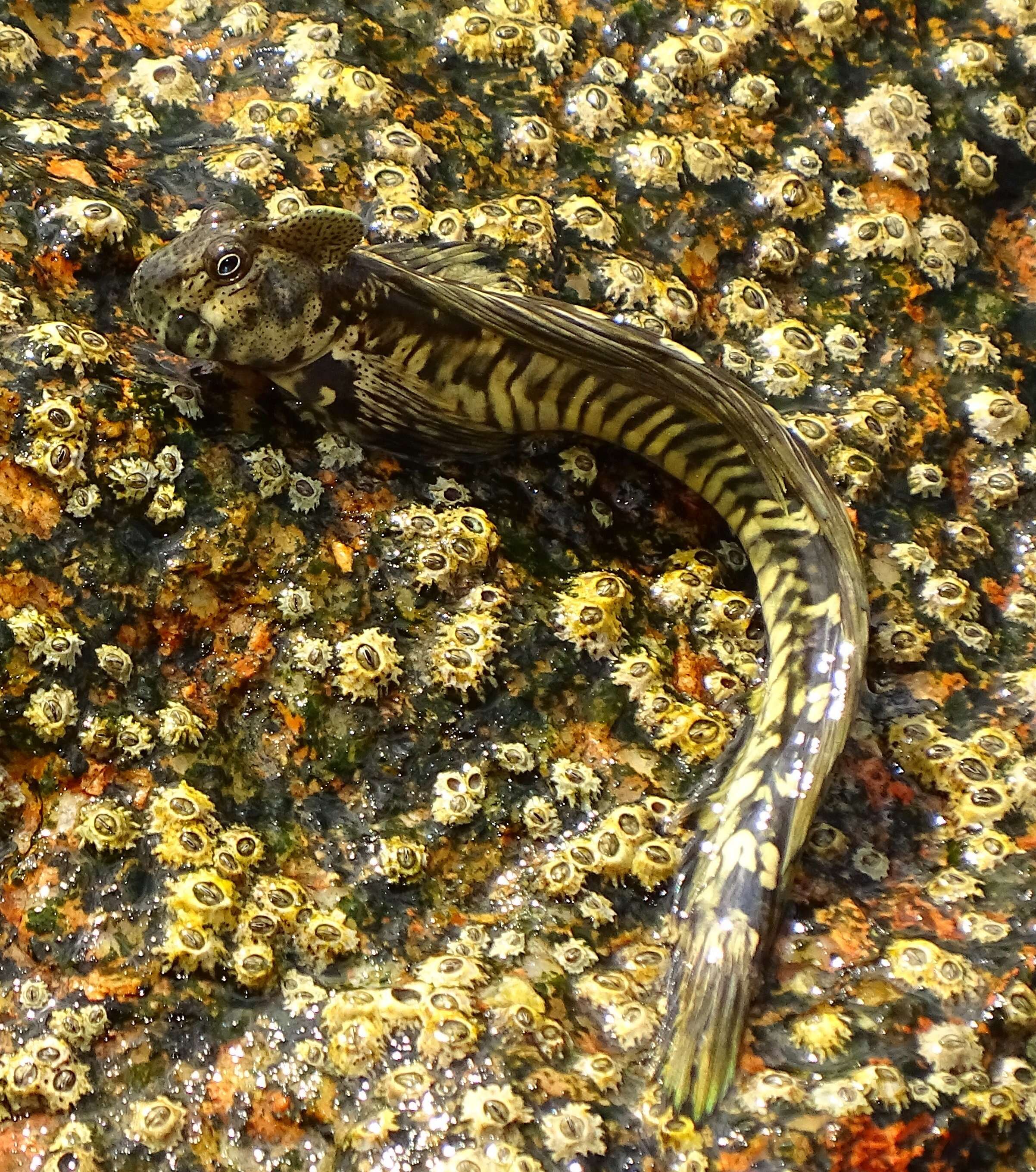 Image of Common mudskipper