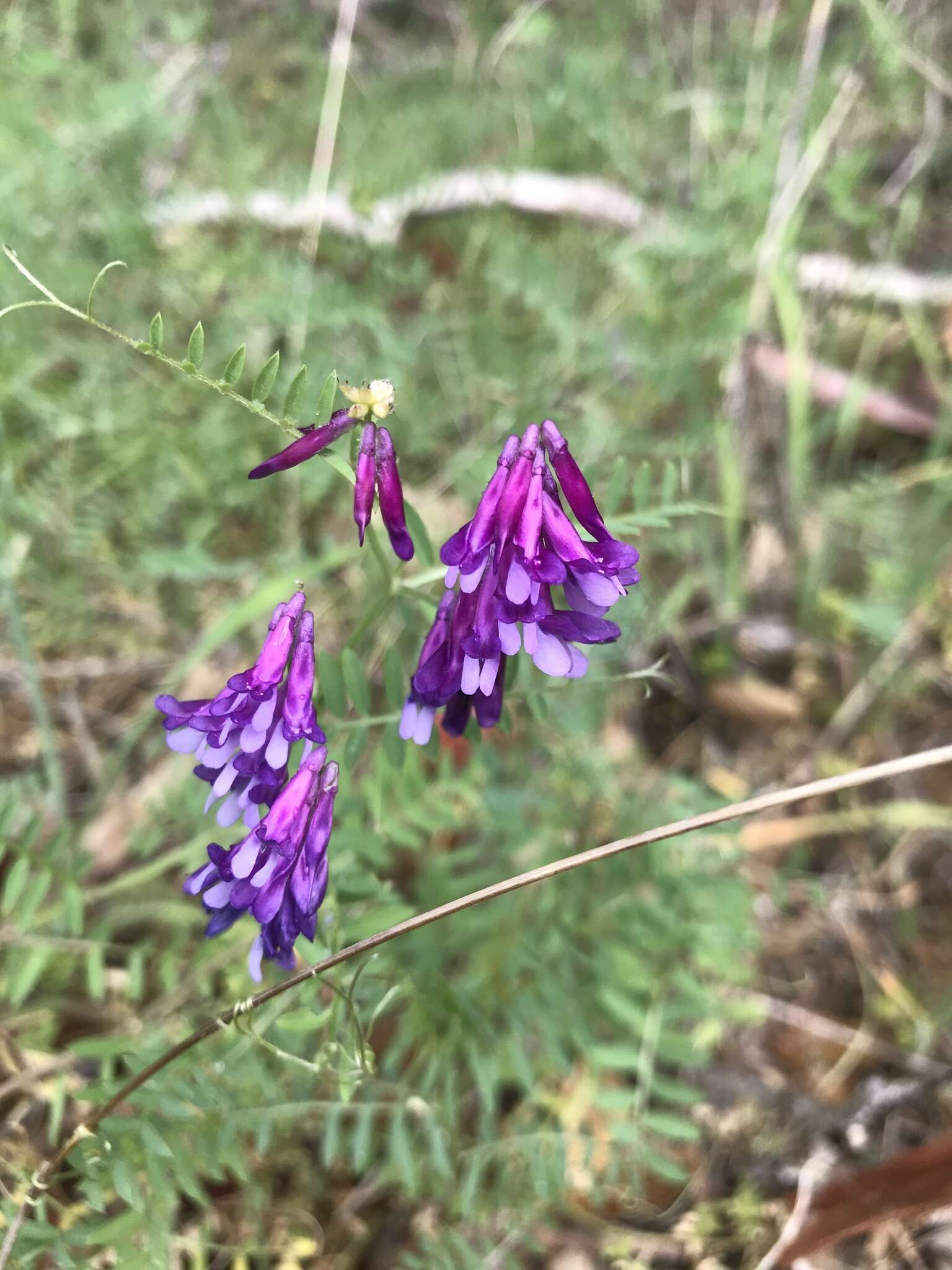 Imagem de Vicia villosa subsp. varia (Host) Corb.