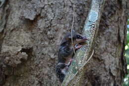Image of Gray Slender Mouse Opossum