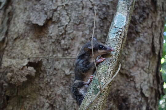 Image of Gray Slender Mouse Opossum