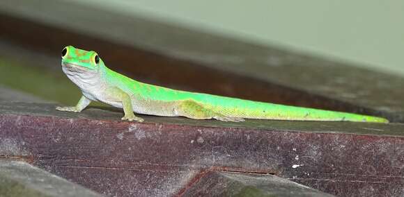 Imagem de Phelsuma astriata Tornier 1901