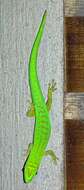 Imagem de Phelsuma astriata Tornier 1901