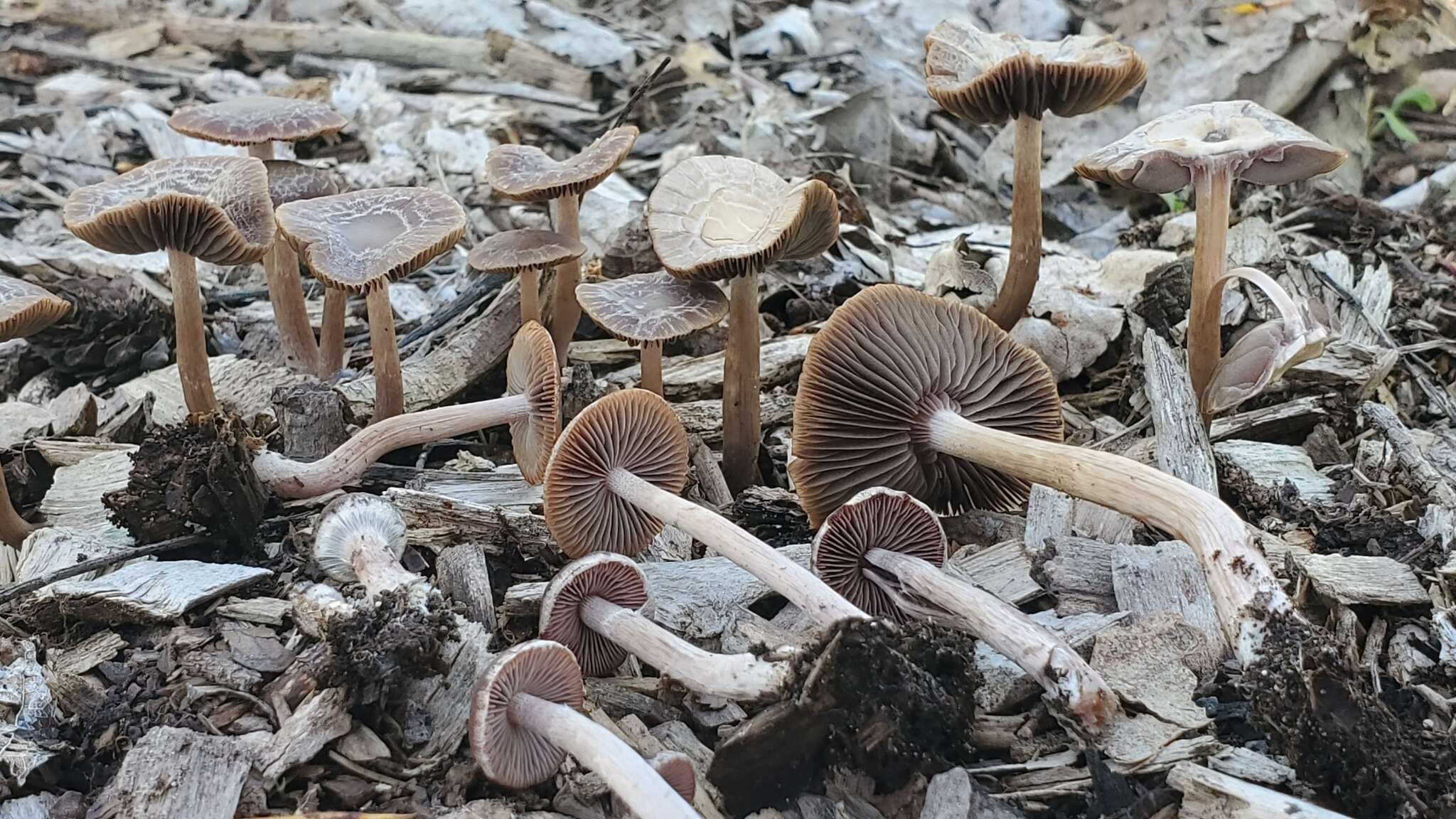 Image of Psathyrella bipellis (Quél.) A. H. Sm. 1946