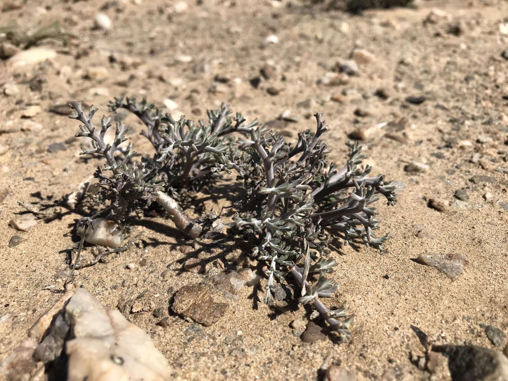 Image of Pelargonium albersii M. Becker