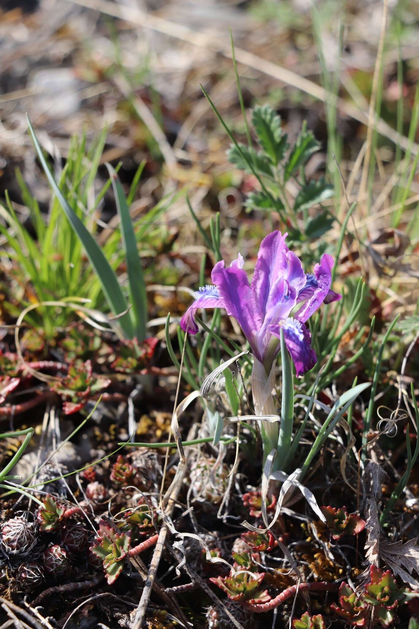 Image of Iris tigridia Bunge ex Ledeb.