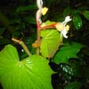 Image of Begonia villifolia Irmsch.