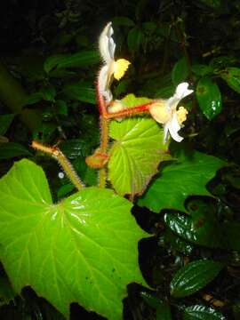 Слика од Begonia villifolia Irmsch.