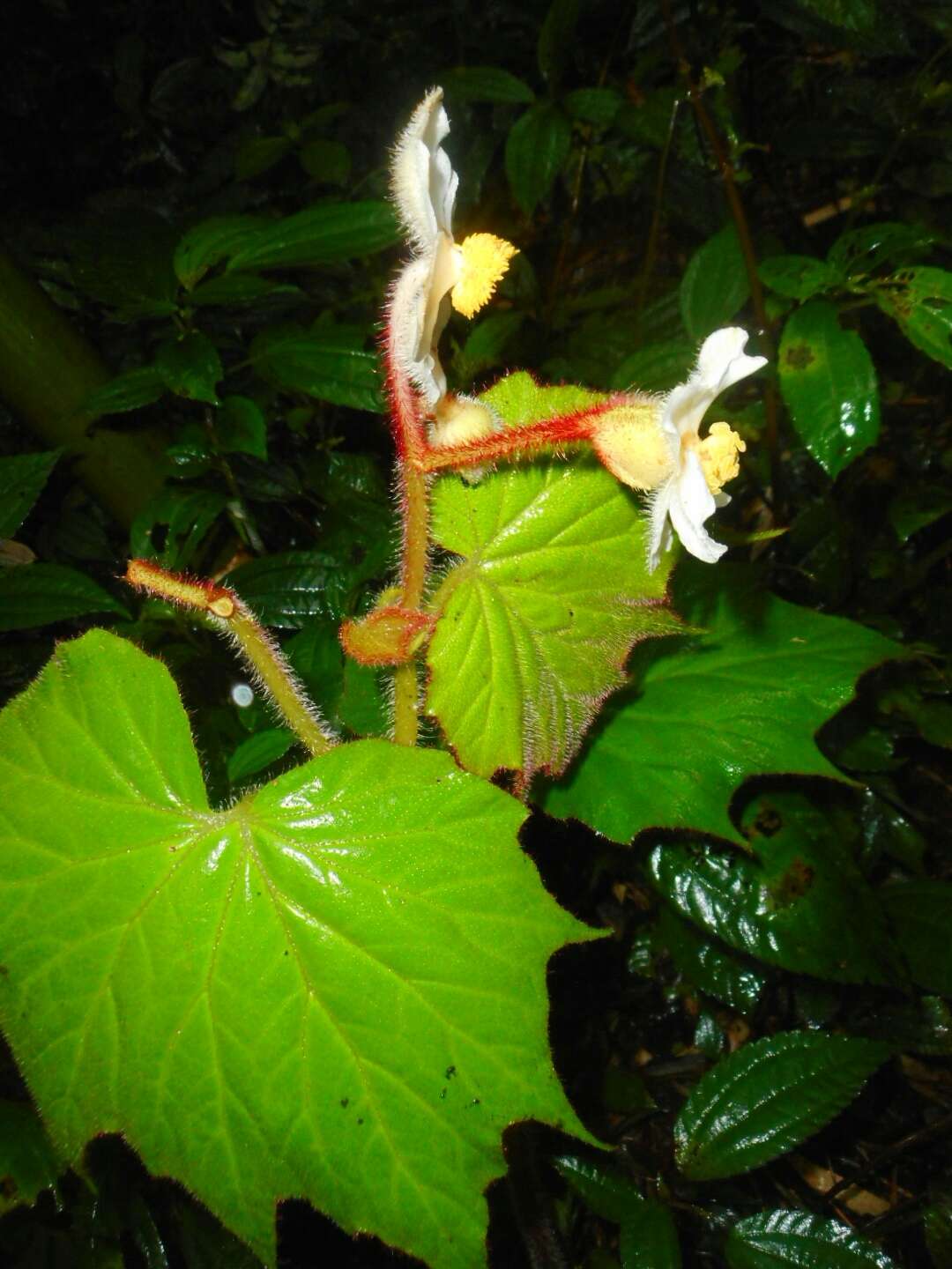 Image of Begonia villifolia Irmsch.