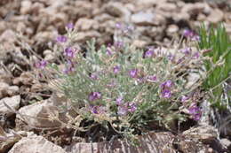 Image of <i>Astragalus <i>calycosus</i></i> var. calycosus