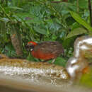 Plancia ëd Odontophorus erythrops Gould 1859