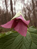 Image of red trillium