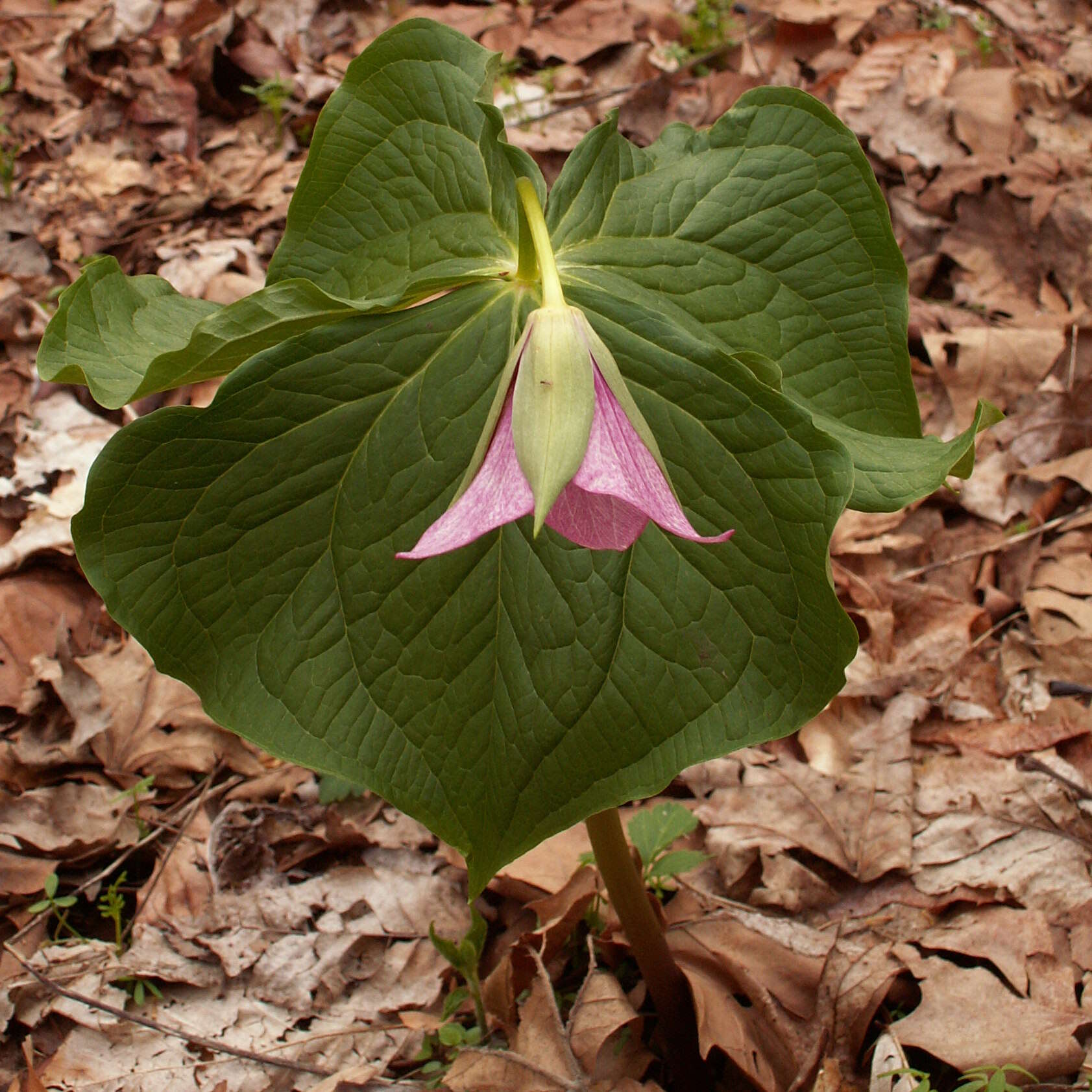 Image of red trillium