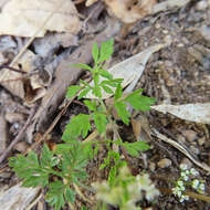 Aegopodium decumbens (Thunb. ex Murray) Pimenov & Zakharova的圖片