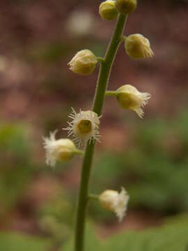 Image of twoleaf miterwort