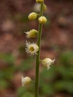 Image of twoleaf miterwort