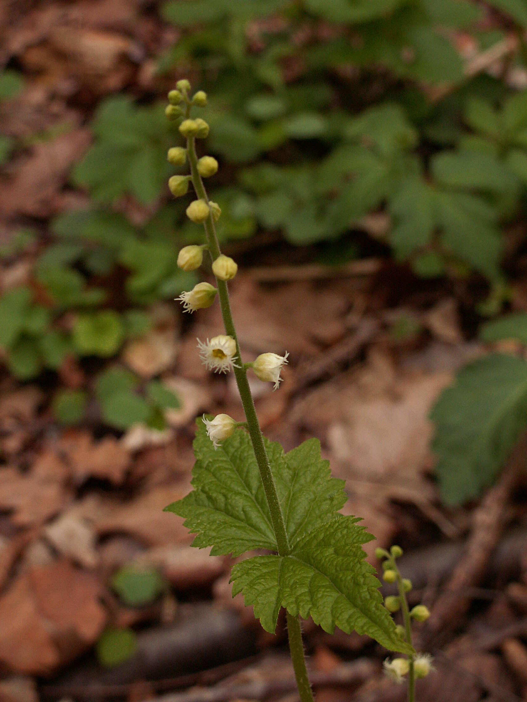 Image of twoleaf miterwort