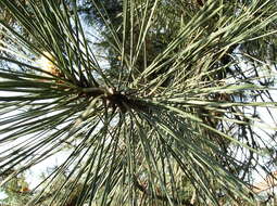 Imagem de Pinus nigra J. F. Arnold