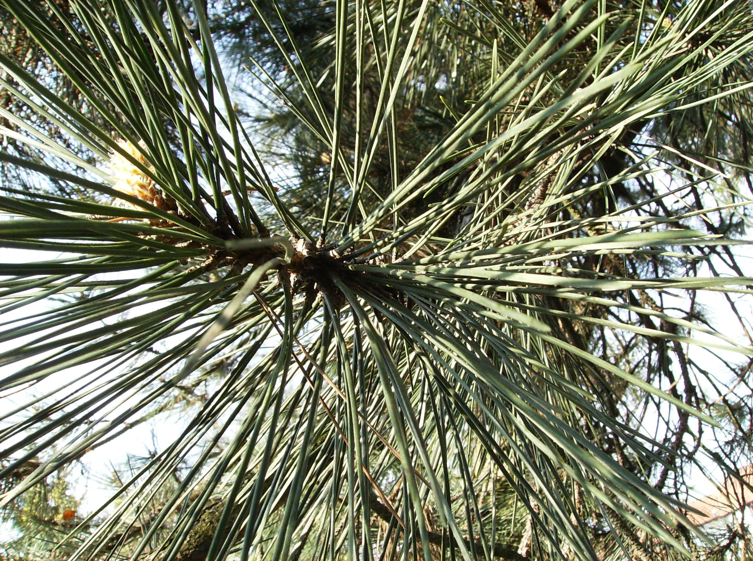 Imagem de Pinus nigra J. F. Arnold