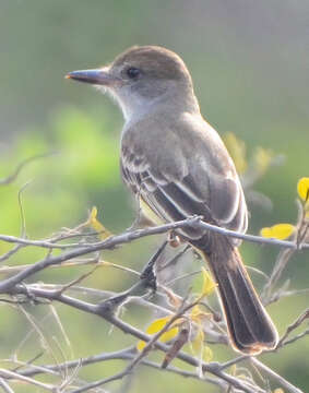 صورة Myiarchus tyrannulus (Müller & Pls 1776)