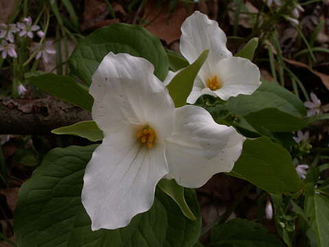 Image of White trillium