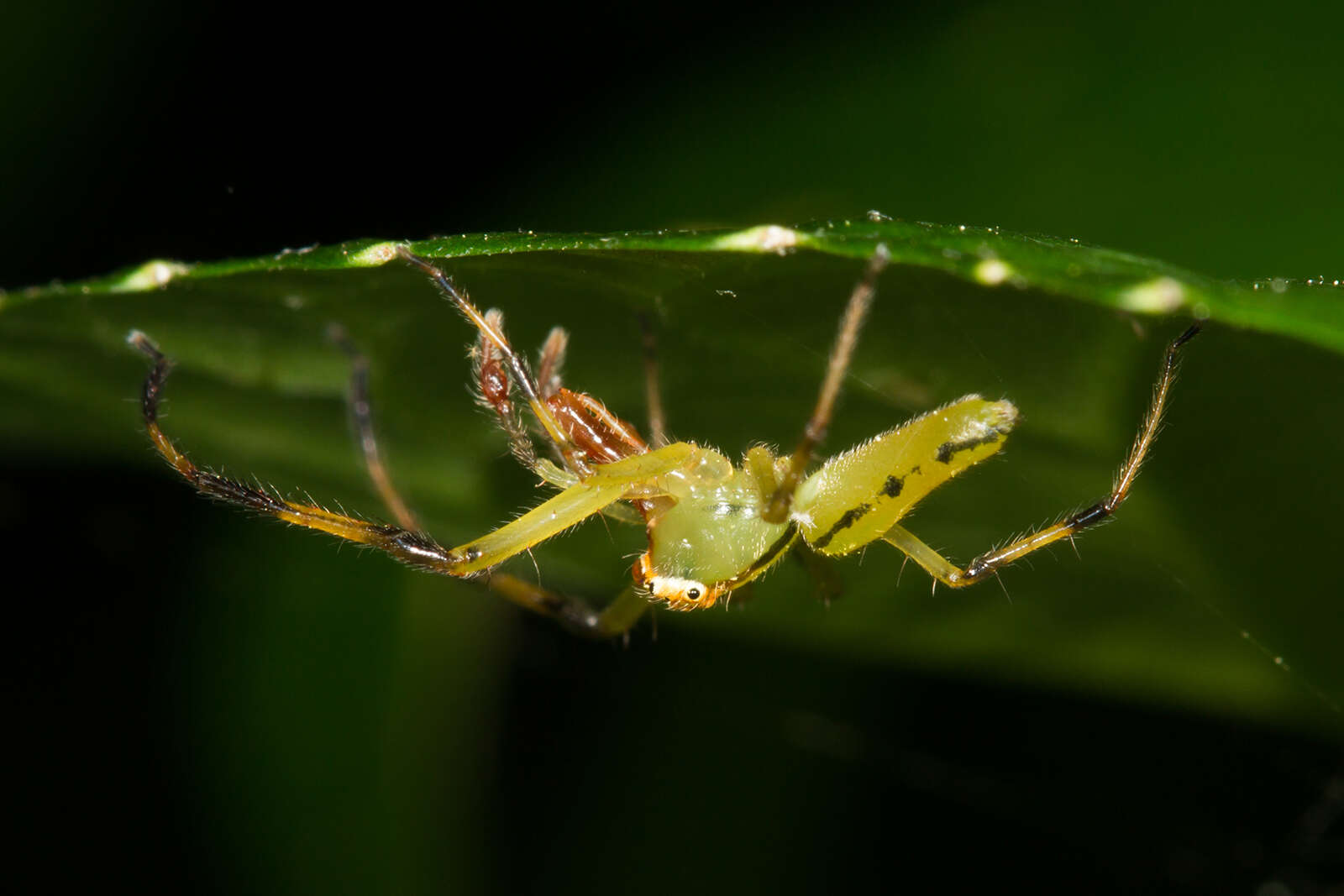 Image of Magnolia Green Jumper