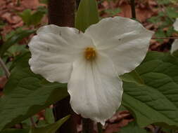 Imagem de Trillium grandiflorum (Michx.) Salisb.