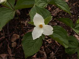 Image of White trillium