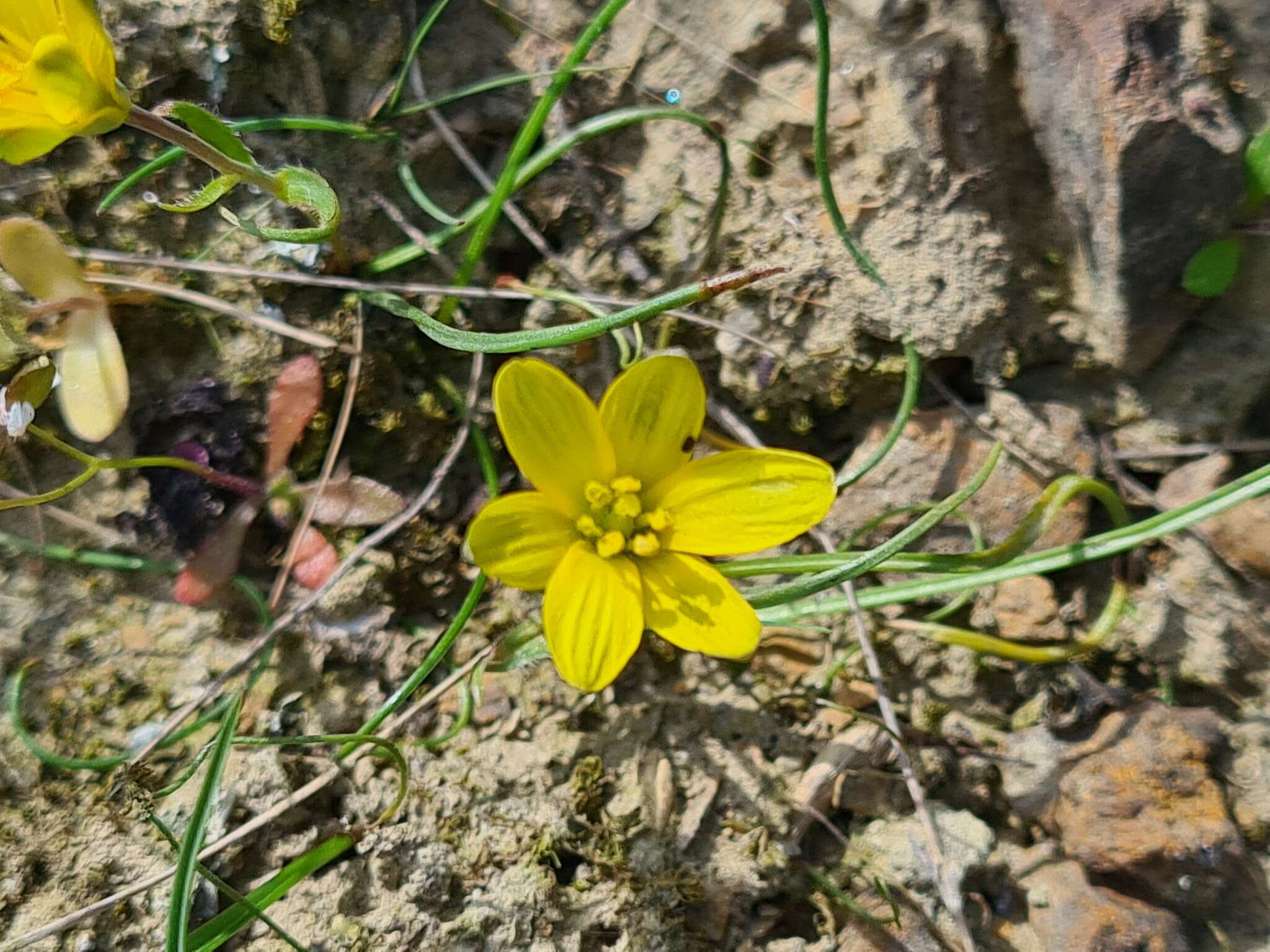 Image de Gagea bohemica (Zauschn.) Schult. & Schult. fil.