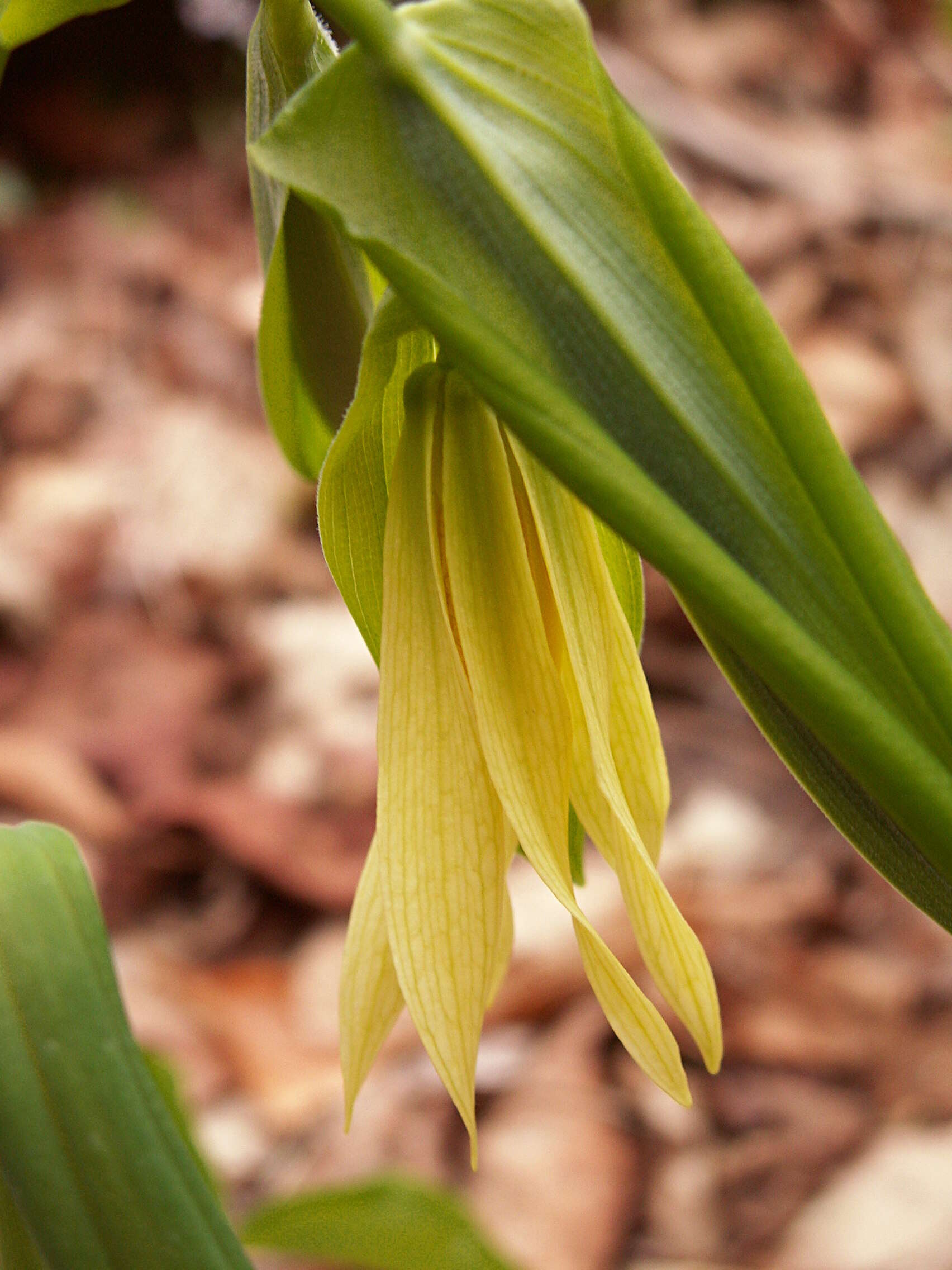 Image of largeflower bellwort