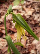 Image of largeflower bellwort