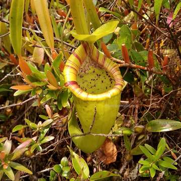 Image of Pitcher plant